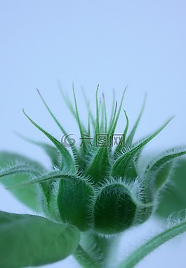 成長,向日葵,花
