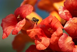 動(dòng)物,蜜蜂,開花