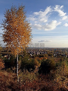 奥尔库什,波兰,树