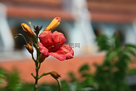 背景,盛開(kāi),開(kāi)花