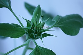 成長,向日葵,花