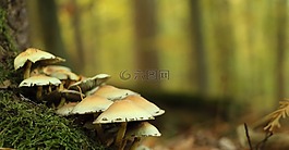 森林,植物,蘑菇