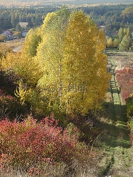 奥尔库什,波兰,树