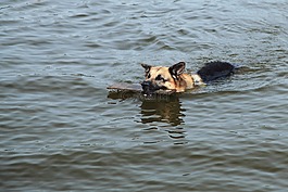 行動,活躍,動物