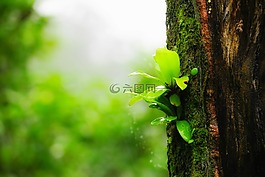 蕨,植物,綠色