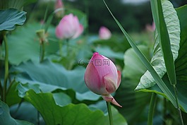 蓮花,山峰,鮮花
