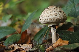 森林,蘑菇,schirmling