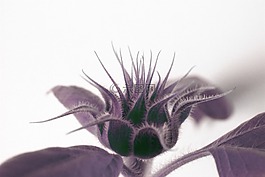 成長,向日葵,花