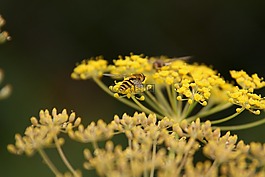 黃蜂,花,植物區(qū)系