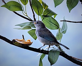 山雀,灰,鳥