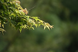 自然,森林,神秘