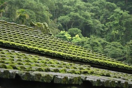 自然,森林,神秘