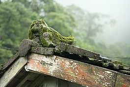 自然,森林,神秘