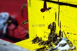 蜜蜂,工作,昆蟲