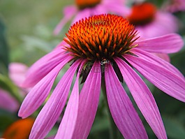 松果菊,開花,花園