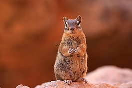 金花,自然,野生動物