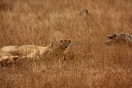 獅子,嬰兒,動物