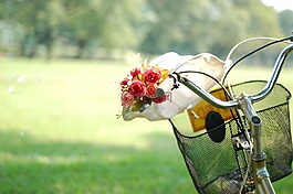 自行車(chē),鮮花,公園