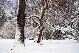 冬天,雪,寒冬