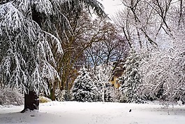 冬天,雪,寒冬