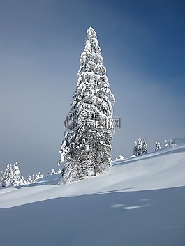 冬天,雪,白