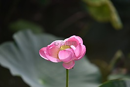 鮮花,植物,蓮花