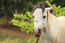 動物,馬,寵物