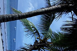海灘,棕櫚,樹