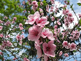 春天,大自然,顏色