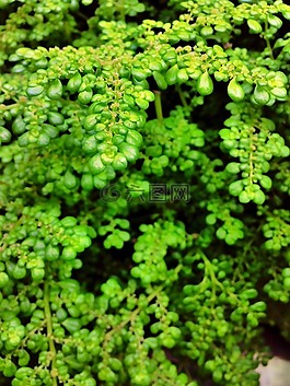 植物,綠色,增長