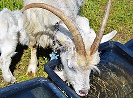 比利山羊,山羊,博克