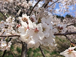 櫻花,花,性質(zhì)