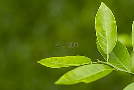 葉,檸檬,茶