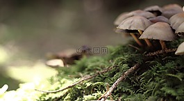 蘑菇,性質(zhì),活