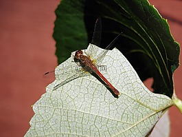 蜻蜓,甲蟲，昆蟲,bug