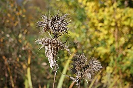 薊,秋季,性質(zhì)