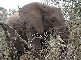 野生動物公園,象,野生動物園