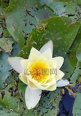 nénufar,水产花,花