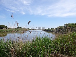 沼澤,性質(zhì),景觀