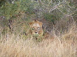 獅子,野生動物園,非洲