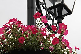 花,歐式燈盞,歐式建筑