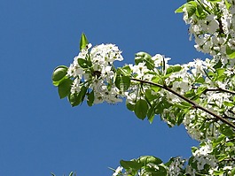 春,開花,樹