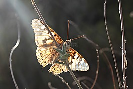 蝴蝶,太陽(yáng),休息
