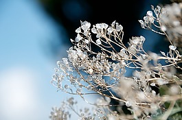 花,自然,植物