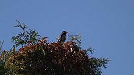 歐椋鳥,鳥,秋