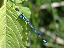 蜻蜓,蓝蜻蜓,叶