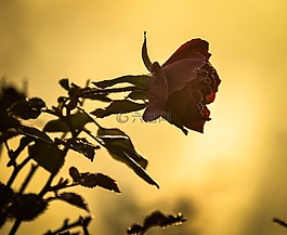 花,上午,盛開