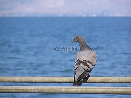 鴿子,鳥,湖