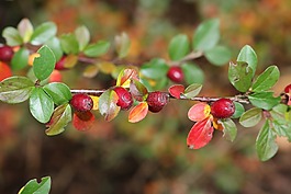 野生漿果,科,森林