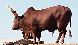 watusi,品种,牛